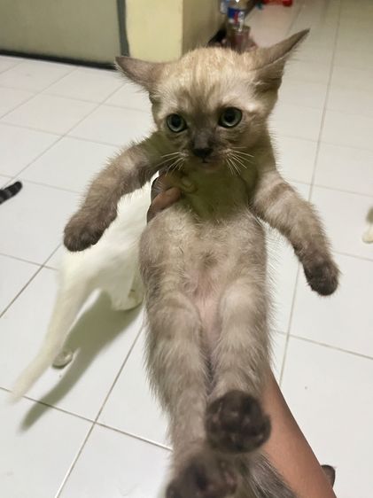 ลูกแมว รูปที่ 2