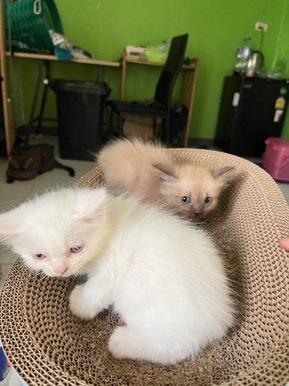 ลูกแมว รูปที่ 6