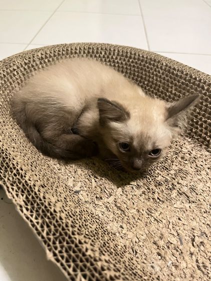 ลูกแมว รูปที่ 5