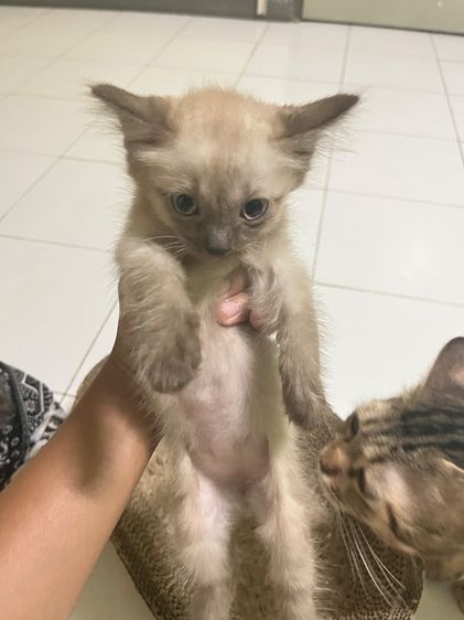 ลูกแมว รูปที่ 4