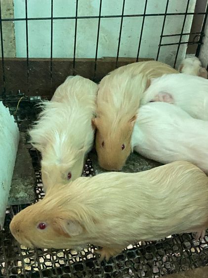 หนูแกสบี้ จันทบุรี เลี้ยงอย่างดี