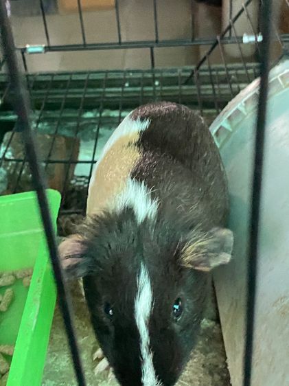 หนูแกสบี้ จันทบุรี เลี้ยงอย่างดี รูปที่ 10