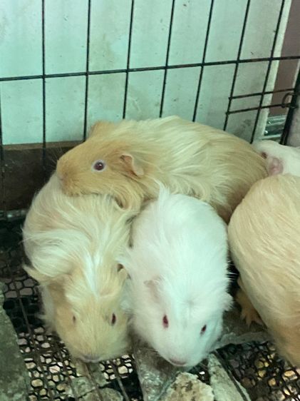 หนูแกสบี้ จันทบุรี เลี้ยงอย่างดี รูปที่ 2