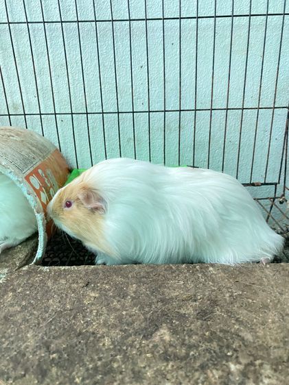 หนูแกสบี้ จันทบุรี เลี้ยงอย่างดี รูปที่ 6