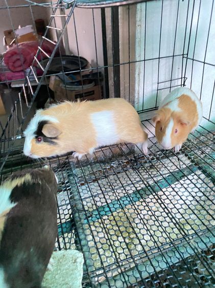หนูแกสบี้ จันทบุรี เลี้ยงอย่างดี รูปที่ 8