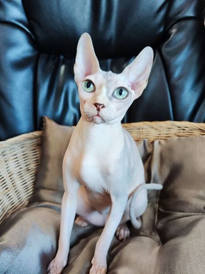 แมวสฟิงซ์ รูปที่ 5