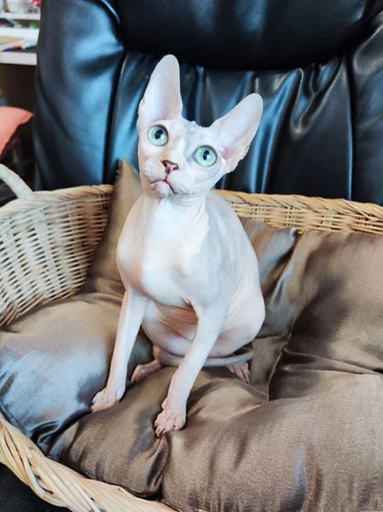 แมวสฟิงซ์ รูปที่ 4