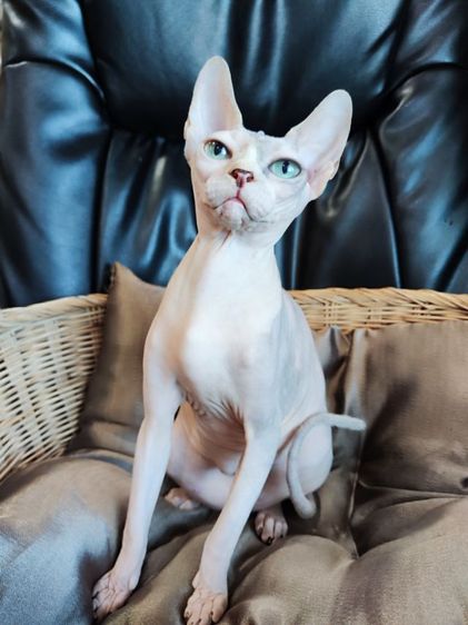 แมวสฟิงซ์ รูปที่ 6