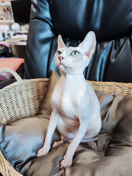 แมวสฟิงซ์ รูปที่ 2