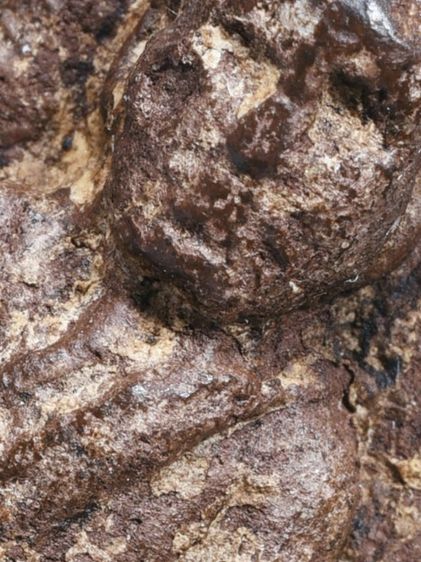 ✅เนื้อแห้ง คราบน้ำว่าน เก่ามาก ให้เช่าบูชา พระบ้าน พระหลวงปู่ทวด เนื้อว่าน ปี 2497 พิมพ์ใหญ่  รูปที่ 15