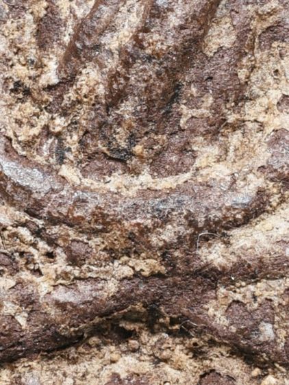 ✅เนื้อแห้ง คราบน้ำว่าน เก่ามาก ให้เช่าบูชา พระบ้าน พระหลวงปู่ทวด เนื้อว่าน ปี 2497 พิมพ์ใหญ่  รูปที่ 8