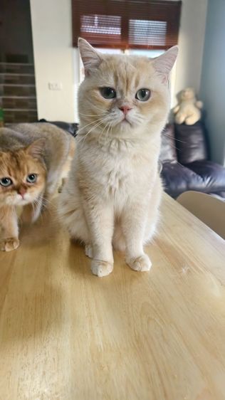 สก็อตติชหนุ่ม  รูปที่ 8