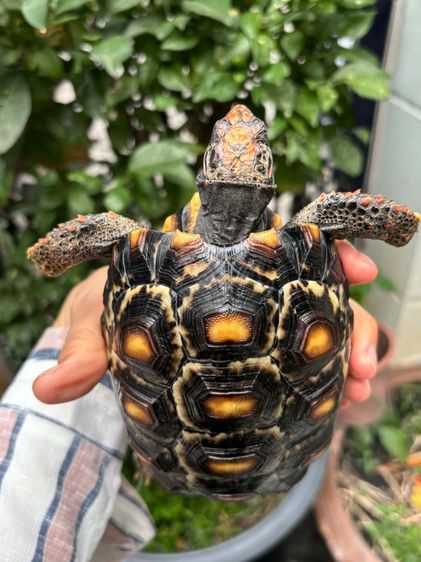 เต่าบกเชอร์รี่เฮด รูปที่ 2