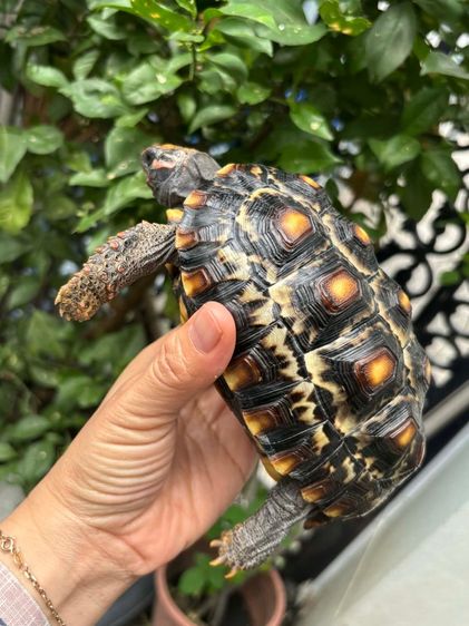 เต่าบกเชอร์รี่เฮด รูปที่ 3