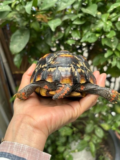 เต่าบกเชอร์รี่เฮด รูปที่ 11