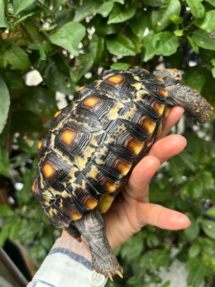 เต่าบกเชอร์รี่เฮด รูปที่ 9