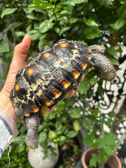 เต่าบกเชอร์รี่เฮด รูปที่ 5