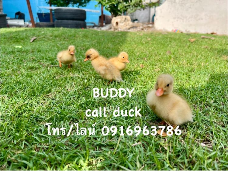 ปลีก ส่ง เป็ดคอลดั๊ก รูปที่ 7