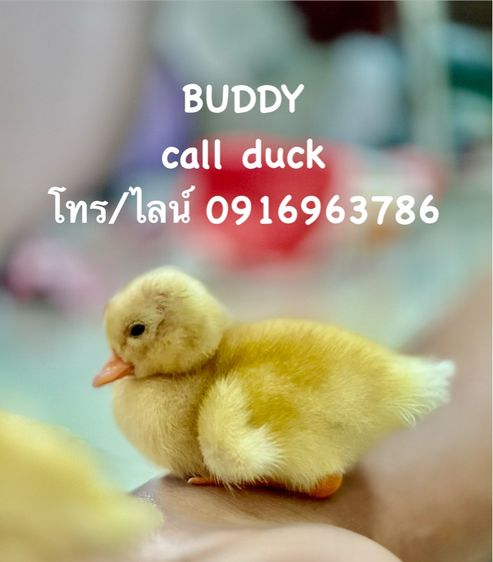 ขาย คอลดั๊ก call duck มีให้เลือกเยอะ กรุงเทพ รูปที่ 7