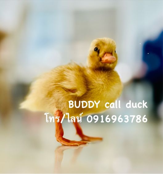 ขาย คอลดั๊ก call duck มีให้เลือกเยอะ กรุงเทพ รูปที่ 9