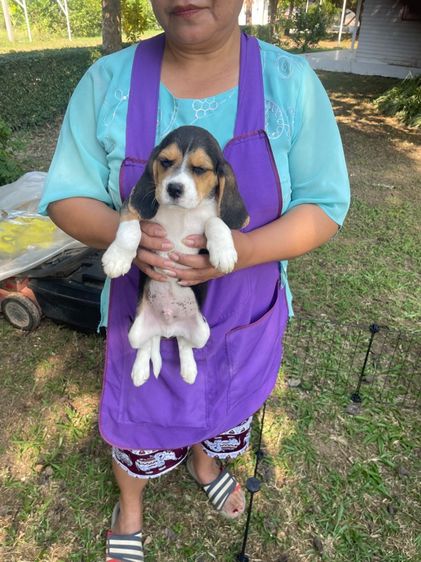 สุนัข รูปที่ 4