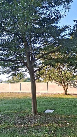 ขายที่ดินทำเลดี ใกล้ตลาด โซนต้นเปา-สันกำแพง สภาพแวดล้อมดี ราคาถูกๆ รูปที่ 2