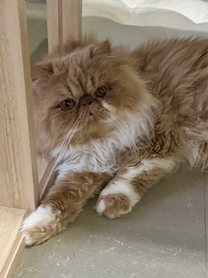 (หาคนเลี้ยงต่อ) เปอร์เซียหน้าบี้ แมวส้ม 4 ขวบ รูปที่ 4