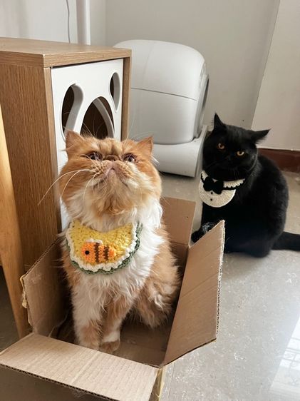 สก็อตติช โฟลด์ (Scottish Fold) (หาคนเลี้ยงต่อ) เปอร์เซียหน้าบี้ แมวส้ม 4 ขวบ