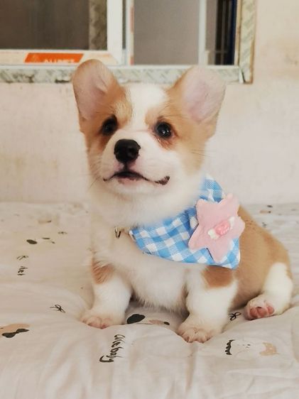 ลูกสุนัขคอร์กี้ เพศเมียน่ารักๆ