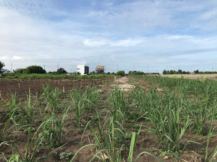 ที่ดินติดคลองโยง 399 ตร.ว แถวศาลายา (อ.พุทธมณฑล) รูปที่ 2