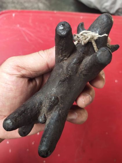 วัวธนูเนื้อครั่งพุทรา หลวงพ่อน้อย วัดศรีษะทอง  รูปที่ 7