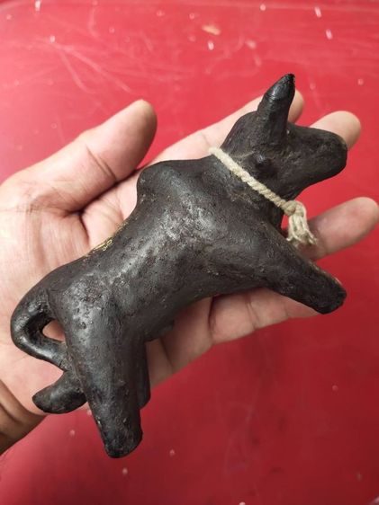 วัวธนูเนื้อครั่งพุทรา หลวงพ่อน้อย วัดศรีษะทอง  รูปที่ 4