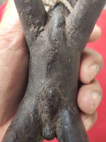 วัวธนูเนื้อครั่งพุทรา หลวงพ่อน้อย วัดศรีษะทอง  รูปที่ 10