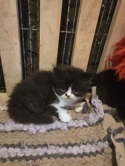 เปิดจองลูกแมวสก๊อตติสโฟลด์ รูปที่ 6