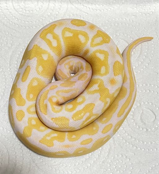 งูบอล ALBINO H PIED ปี25 นิสัยน่ารักๆ รูปที่ 2