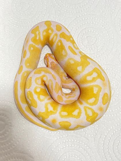 งูบอล ALBINO H PIED ปี25 นิสัยน่ารักๆ
