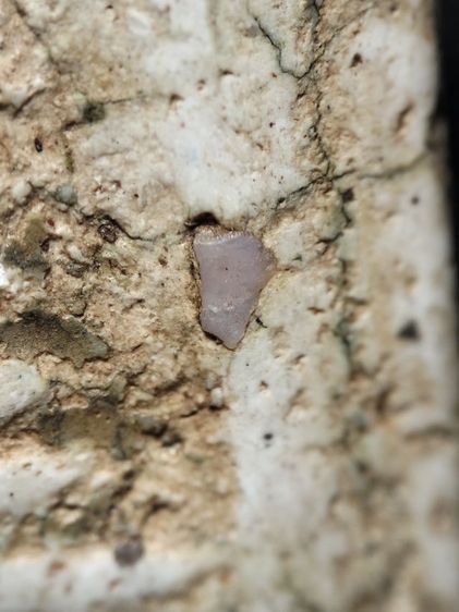 พระสมเด็จครับคราบเหงื่อไคลติดไม่ได้ล้างครับ รูปที่ 12