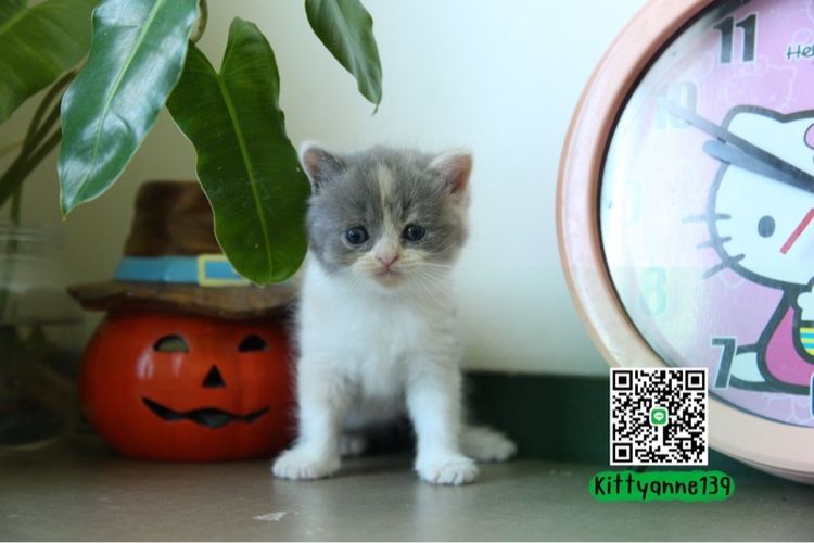 แมวหิมาลายันบริติชแท้ รูปที่ 2