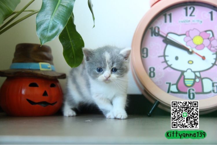แมวหิมาลายันบริติชแท้ รูปที่ 6