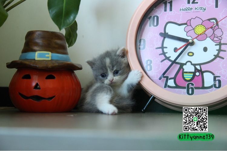 แมวหิมาลายันบริติชแท้ รูปที่ 16