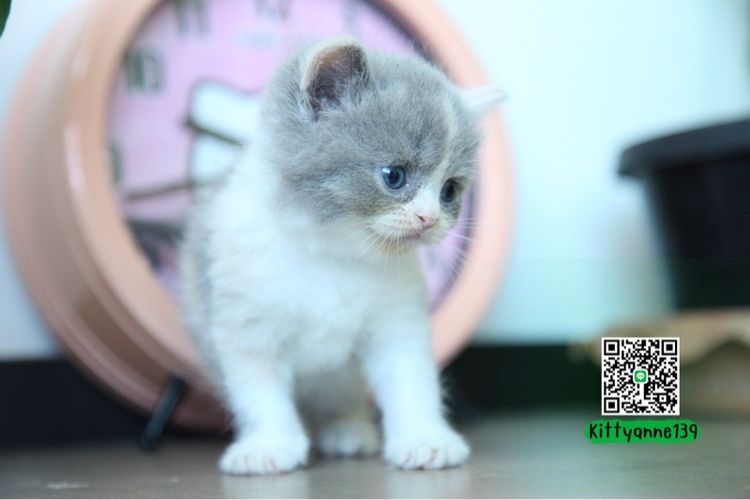 แมวหิมาลายันบริติชแท้ รูปที่ 14
