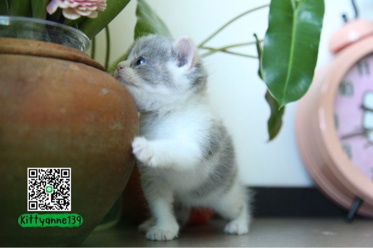 แมวหิมาลายันบริติชแท้ รูปที่ 8