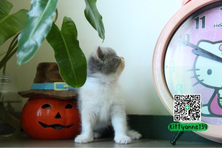 แมวหิมาลายันบริติชแท้ รูปที่ 12