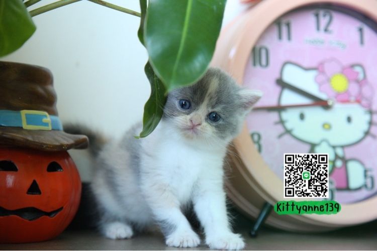 แมวหิมาลายันบริติชแท้ รูปที่ 11