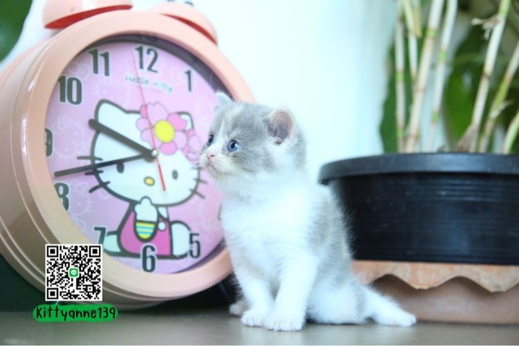 แมวหิมาลายันบริติชแท้ รูปที่ 4