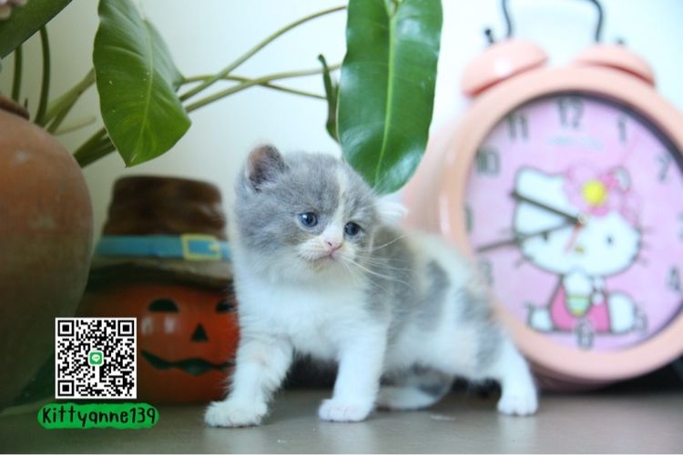 แมวหิมาลายันบริติชแท้ รูปที่ 3