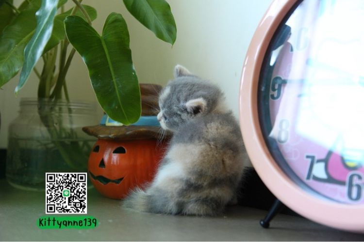 แมวหิมาลายันบริติชแท้ รูปที่ 5