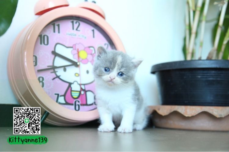 แมวหิมาลายันบริติชแท้ รูปที่ 9