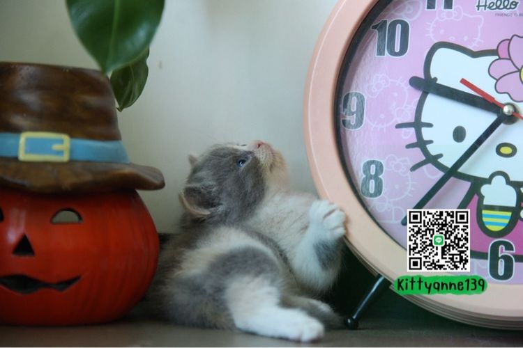 แมวหิมาลายันบริติชแท้ รูปที่ 10