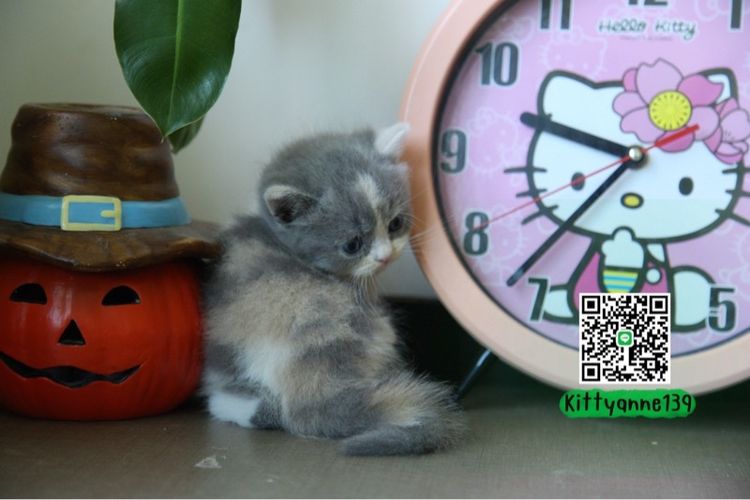 แมวหิมาลายันบริติชแท้ รูปที่ 13